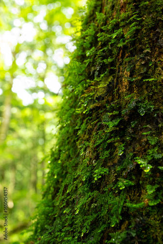 森林の中で水分を蓄える苔のイメージ
