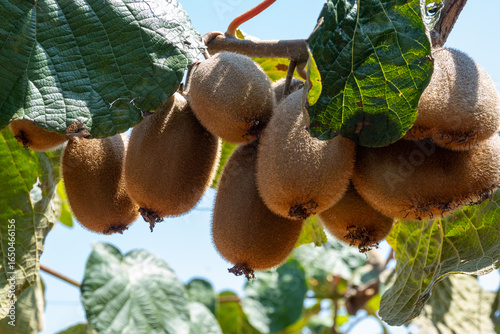New harvest of golden or green kiwi, hairy fruits hanging on kiwi tree in orchard in Italy, Lazio