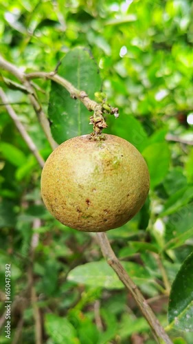 The lime is affected by a disease, which causes the skin of the fruit to look unattractive