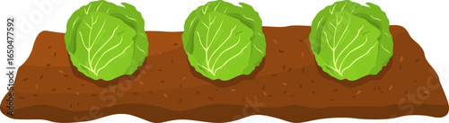 Illustration of Cabbage Vegetables