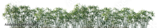 Φωτογραφία Set of Cyperus alternifolius (the umbrella papyrus, umbrella sedge or umbrella p