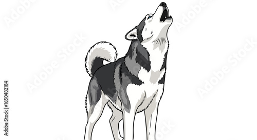 alaskan malamute howling transparent background vector illustration