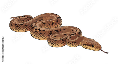 transparent background illustration of a brown snake perfect for design projects