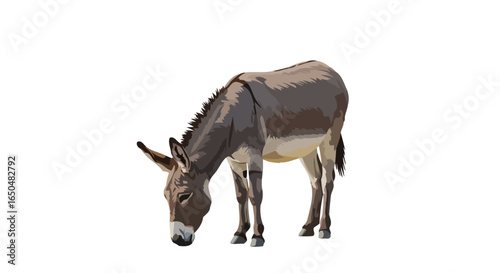 adorable donkey grazing transparent background vector illustration