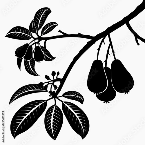 malay rose apple on white background 