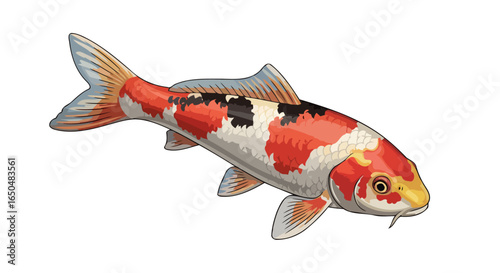 vibrant koi fish illustration transparent background for design projects