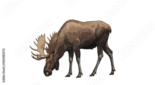 majestic moose illustration transparent background for design projects