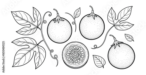 Black and white vector illustration of passion fruit with leaves and a halved fruit showing the seeds.