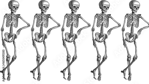 Five skeletons posing against a white background