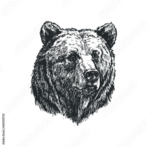 Pencil Sketch Head of a Grizzly Bear Against a White Background