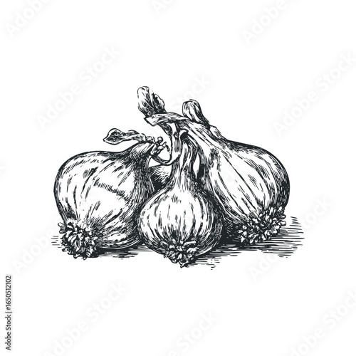 Detailed illustration of three fresh garlic bulbs clustered together