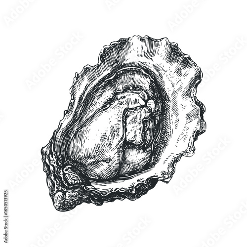 Detailed Engraving of an Open Oyster Showing the Mollusk Inside