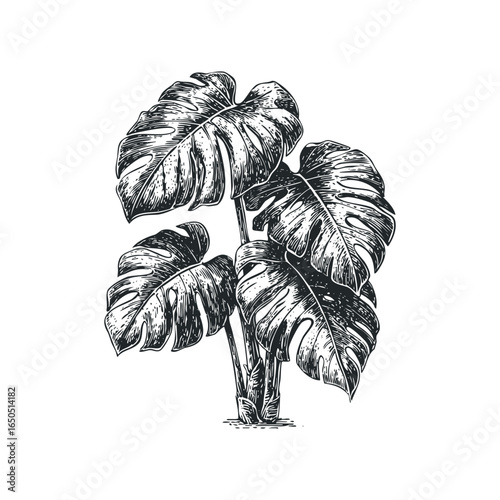 Woodcut Style Monstera Plant with Split Leaves and Textured Stems