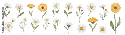 A beautiful collection of mixed flowers, featuring daisies and bright marigolds on a transparent background.