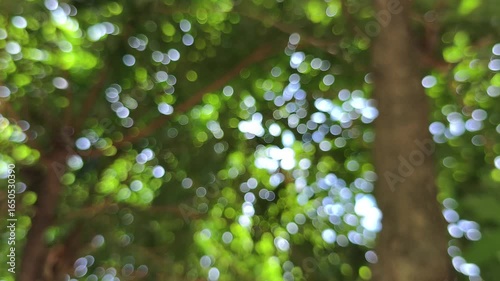 Realtime 4k video. vibrant, sun-dappled, and dreamy close-up green leaves and tree branches blurred into soft bokeh. Light filters through foliage creating shimmering circles white yellow and green