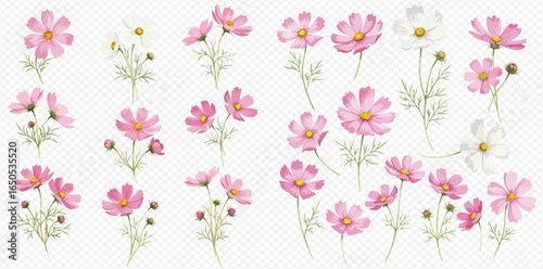 A beautiful collection of delicate pink and white cosmos flowers, illustrated in a watercolor style with green stems and buds.