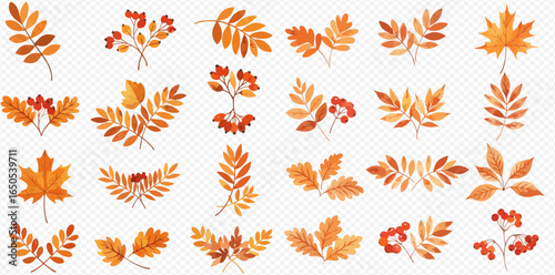 A collection of vibrant autumn foliage illustrations, featuring orange and yellow leaves from various trees and red rowan berries.