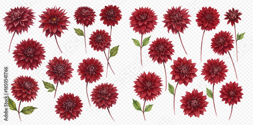 A beautiful collection of hand-painted watercolor deep red dahlia flowers with green leaves, isolated on a transparent background.