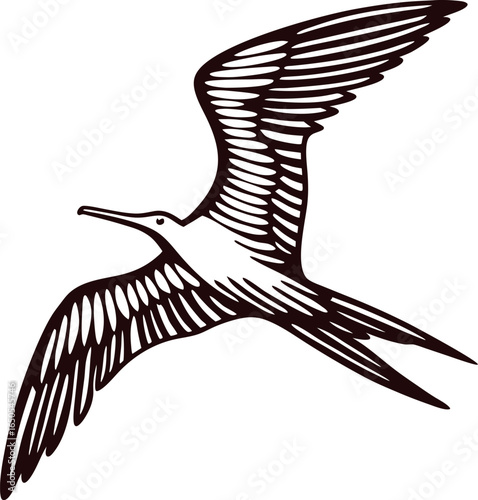 Detailed black and white frigatebird in flight isolated on white background, vintage engraved illustration