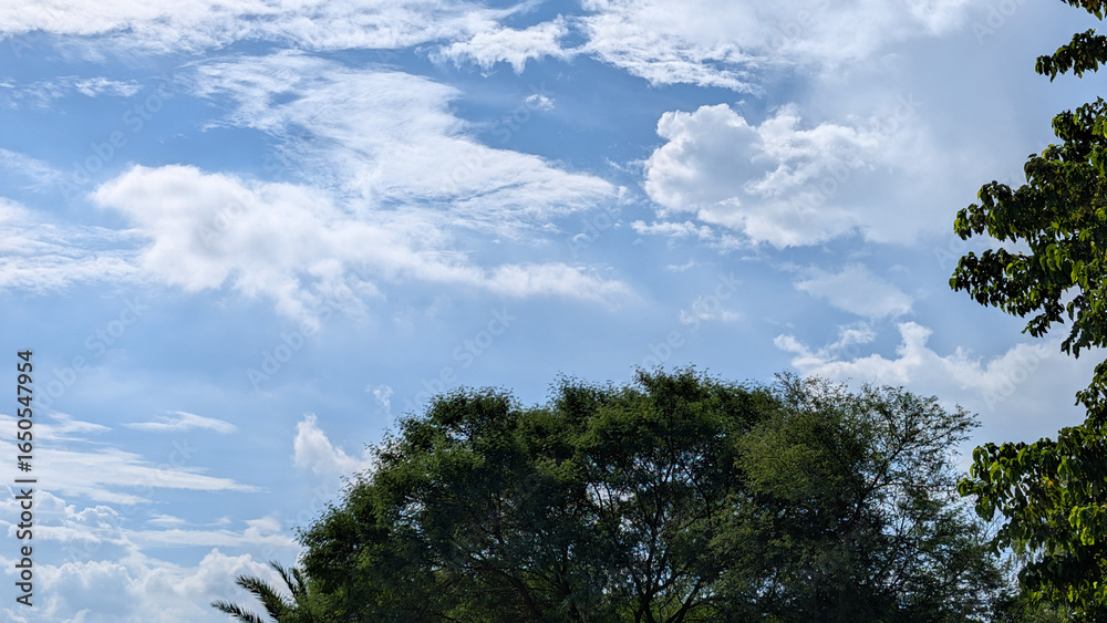 Obraz premium Serene Summer Sky. Lush Green Treetops Against a Blue Sky with Fluffy White Clouds, Peaceful Nature Scene
