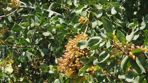 Wallpaper Mural Close up of pistachio tree branch covered with clusters of unripe fruits in yellow and pink hues, green leaves in bright sunlight, filmed on Aegina Island, Greece, no people, smooth arc shot Torontodigital.ca