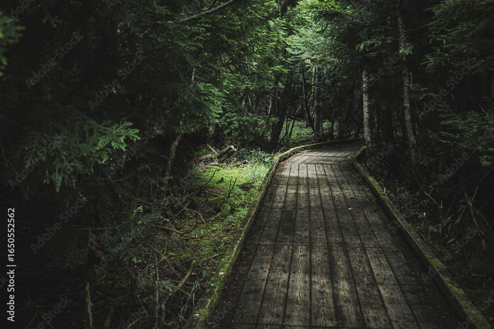 Obraz premium 夏の奥日光 湯の湖の遊歩道の木道