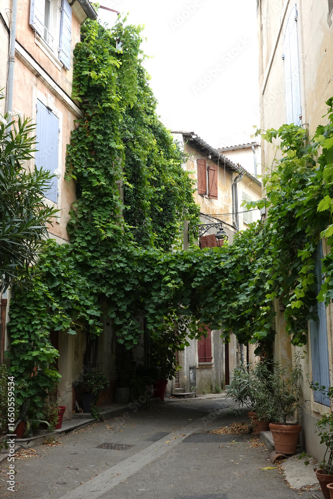 Fototapeta premium Vigne vierge qui envahit les façades de maison à Arles
