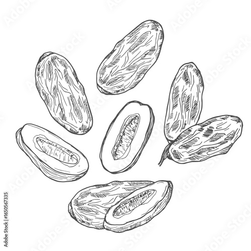 Vector Illustration of Date Fruit.