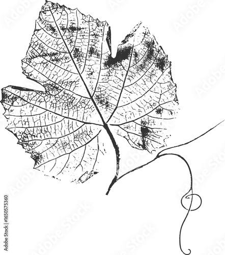Grape leaf imprint with curling tendril, PNG.
