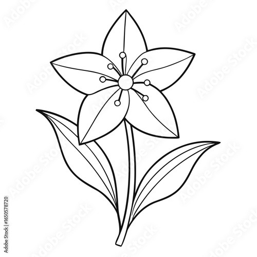 ipheion uniflorum charlotte bishop line art vector -on white