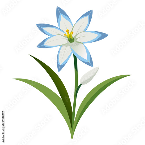 ipheion uniflorum charlotte bishop  vector -on white
