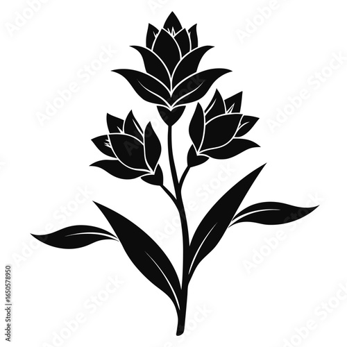 ixia corn lily silhouette vector -on-white