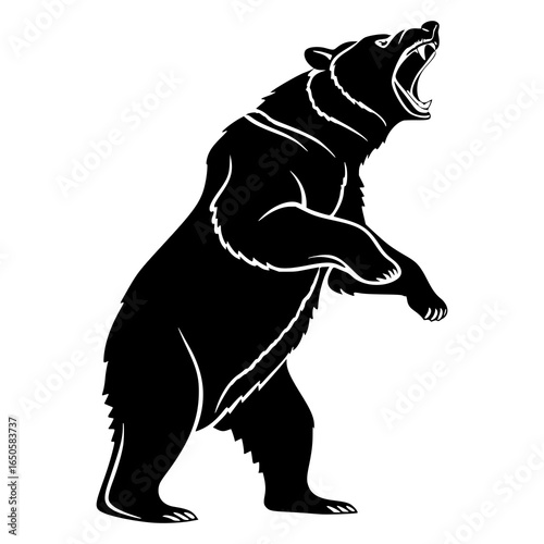A black bear standing on its hind legs with its mouth open in a roaring or growling position isolated
