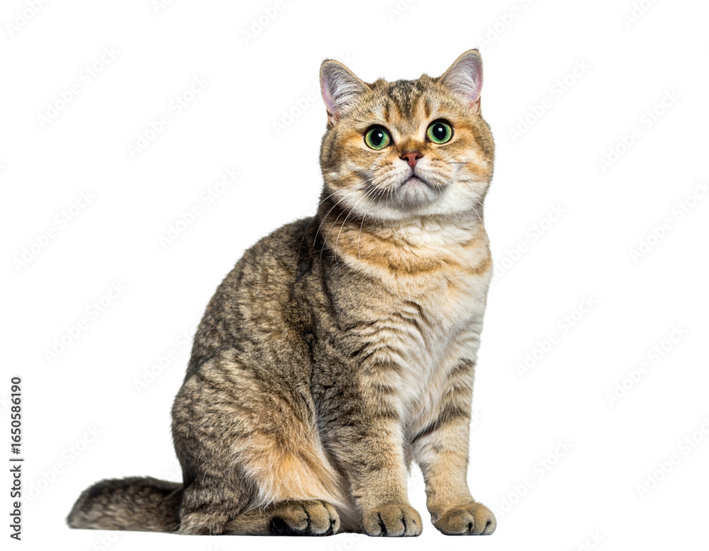 Obraz premium maine coon cat isolated