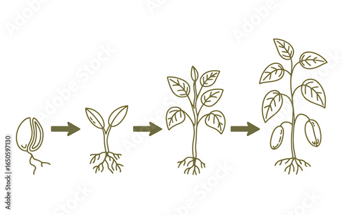 Plant life cycle illustration showing seed germination seedling growth and mature plant growth stages isolated on white background nature development process