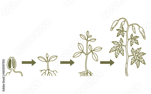 Plant Growth Stages Illustration Showing Seed Germination Sprout Seedling Plant and Flower Bud Development in Simple Green Line Art Style Depicting Plant Life Cycle