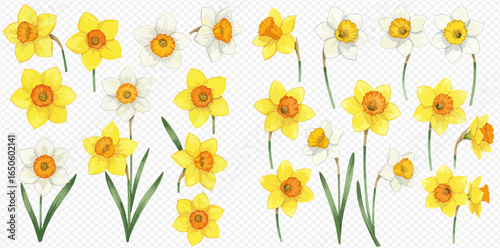 A charming watercolor collection of yellow and white daffodil flowers, isolated on a transparent background.