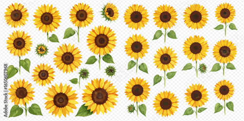 A beautiful collection of watercolor sunflower illustrations, including flowers, buds, stems, and leaves, isolated on a transparent background.