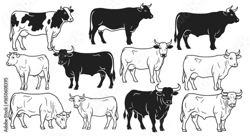 Farm fresh cows illustration for packaging design and branding projects, perfect for organic dairy products advertisement