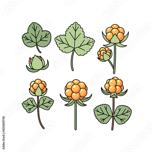 Vector illustration set of ripe cloudberries. Botanical collection of arctic bakeapple fruit, leaves, and plant parts for design.