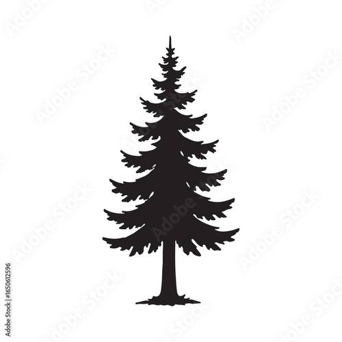 Tall evergreen tree silhouette against white background
