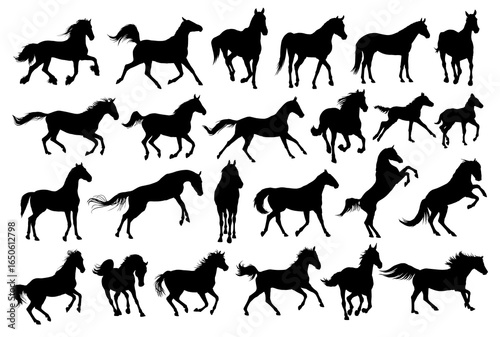 The big set of horses silhouettes.