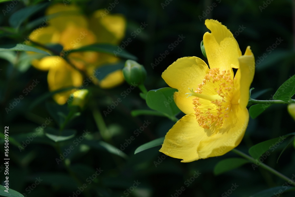金色に輝く梅の花 金色に輝く梅の花