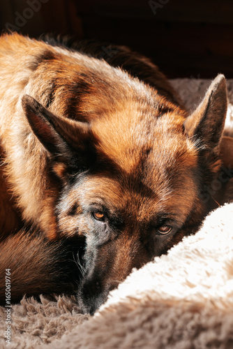 Portrait of an adult German shepherd dog lying in bed.