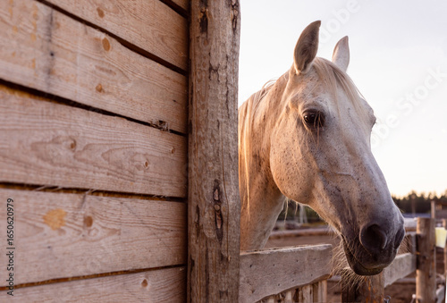 Portrait of a grey Horse outdoors.	Orlov trotter.