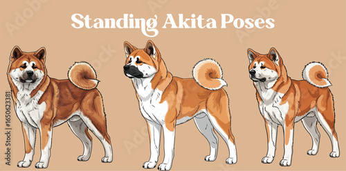 Standing Akita Dog poses vector illustration set