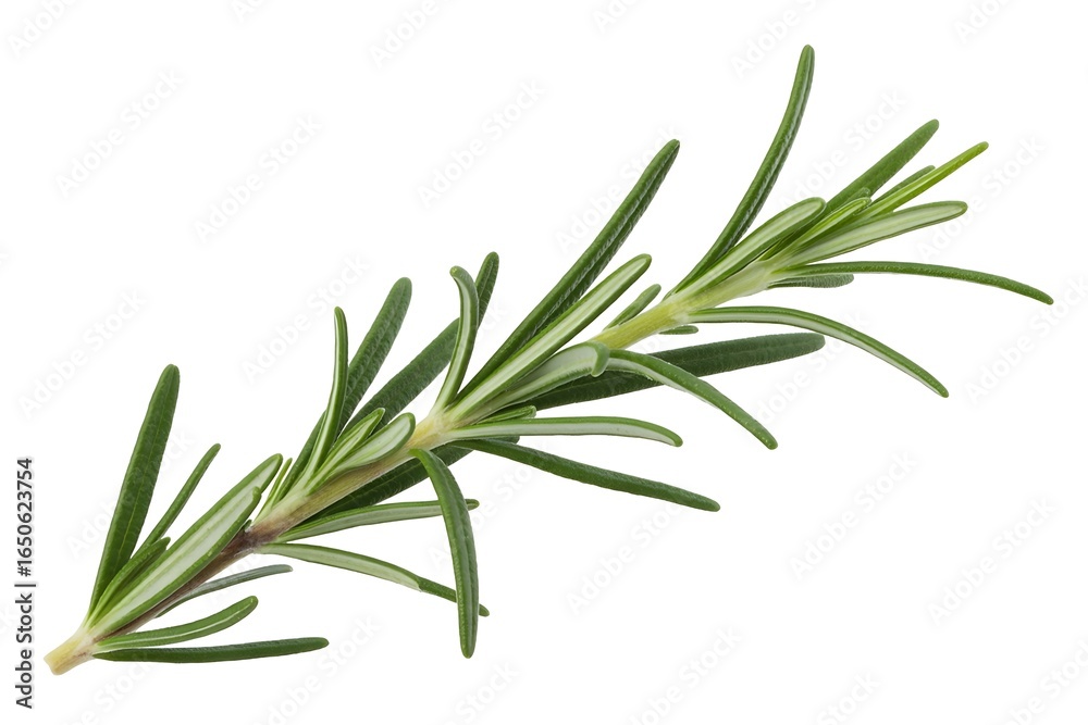 Fototapeta premium Vibrant green rosemary sprig with delicate needles, perfect for culinary and aromatic uses