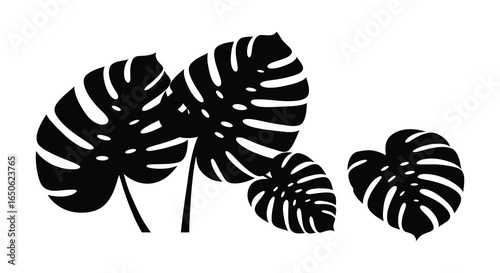 Monstera leaves in a row on white background