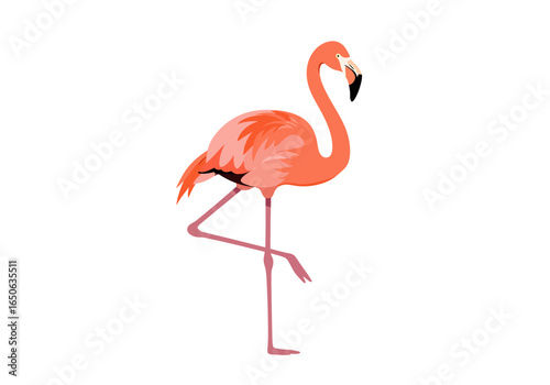 Flamingo stands long neck curved pink feathers black beak poised leg