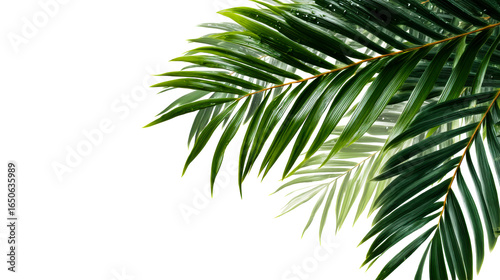 Fototapeta Naklejka Na Ścianę i Meble -  Tropical Palm Fronds Border on Transparent Background